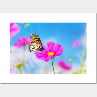 Monarch Butterfly On a Pink Cosmos Flower Posters and Art